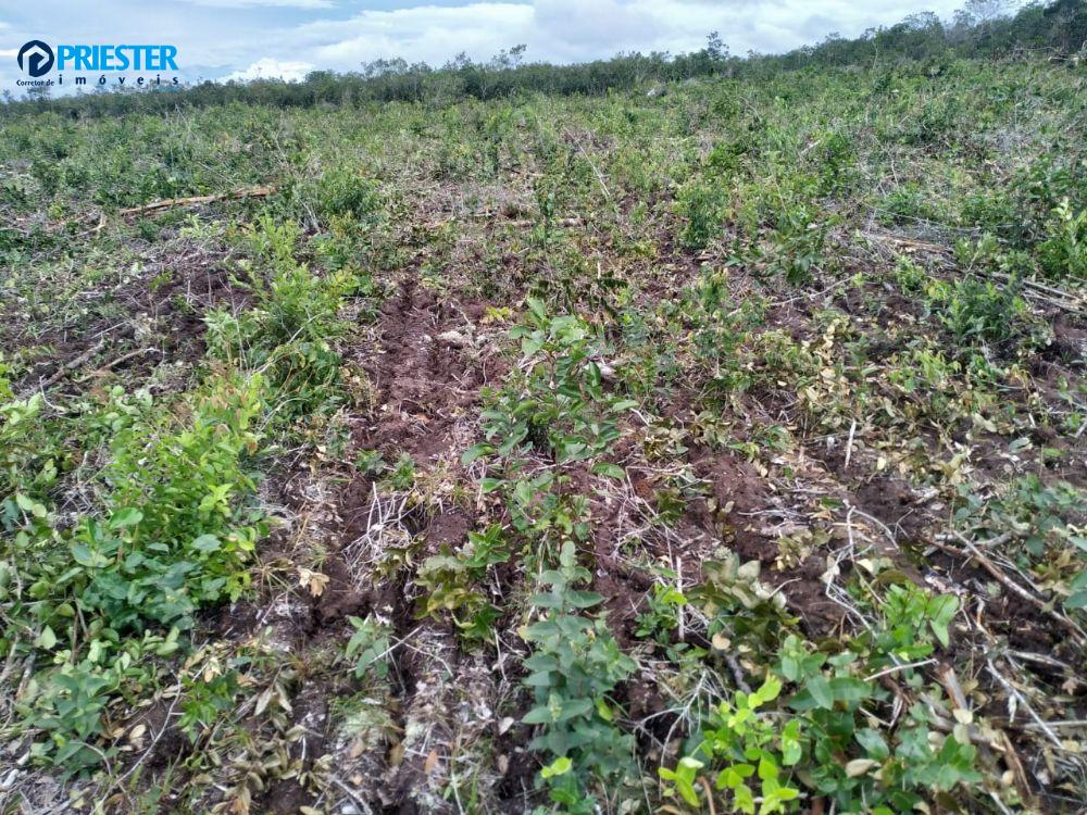 Arrendamento de Terra para Plantio em Altamira - PA