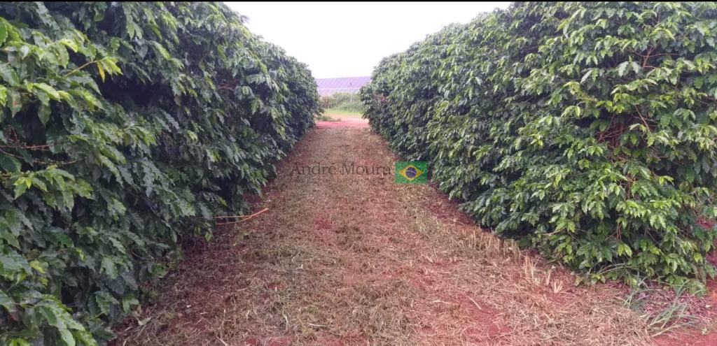 200 hectares de café irrigados a venda 