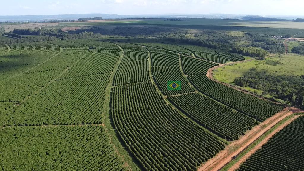 Área plantada com café a 1150 metros de altitude