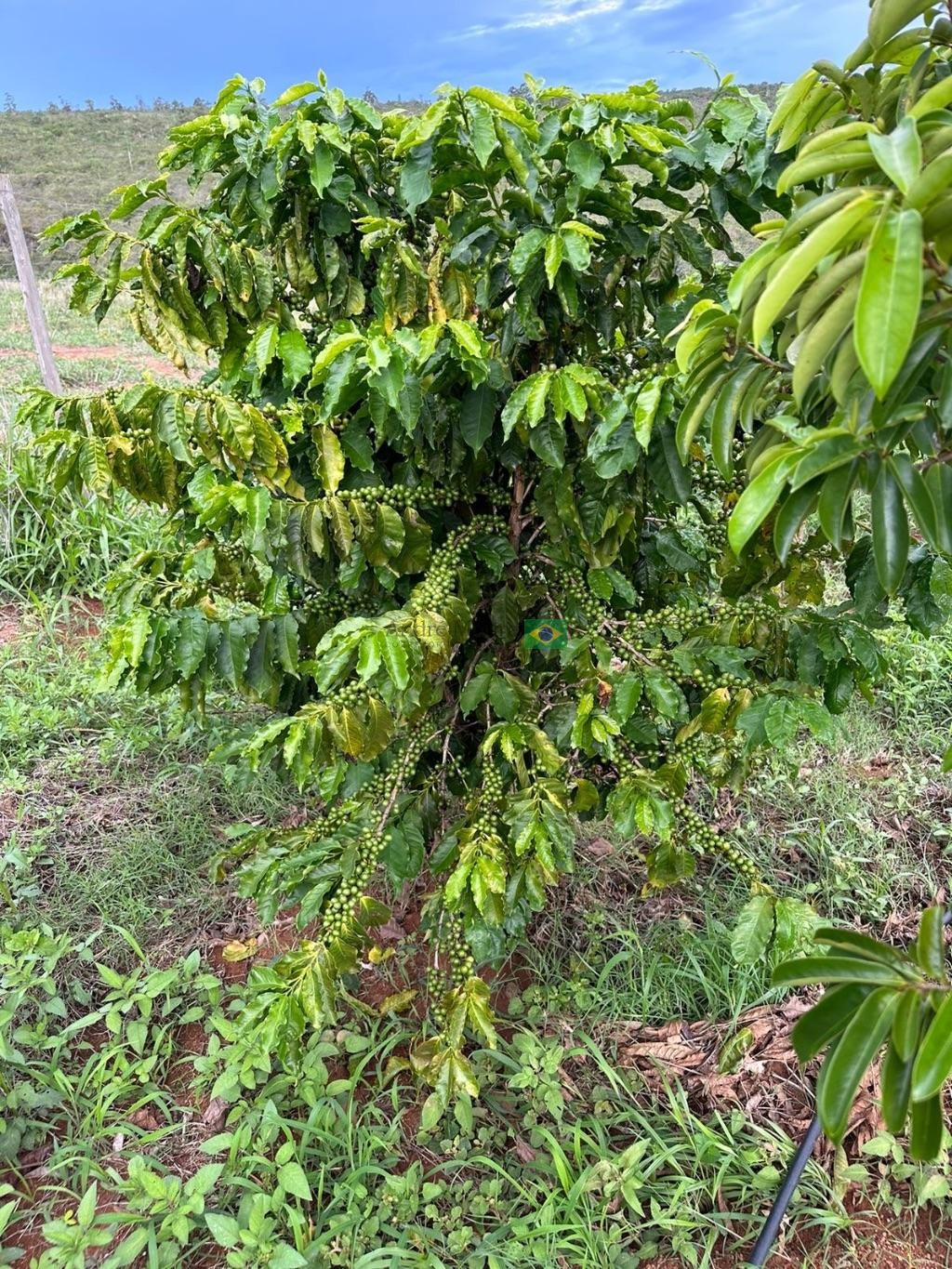 220 hectares para café á 1.000 metros de altitude 