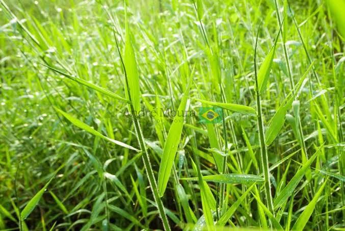 2700 hectares com outorga para irrigar 