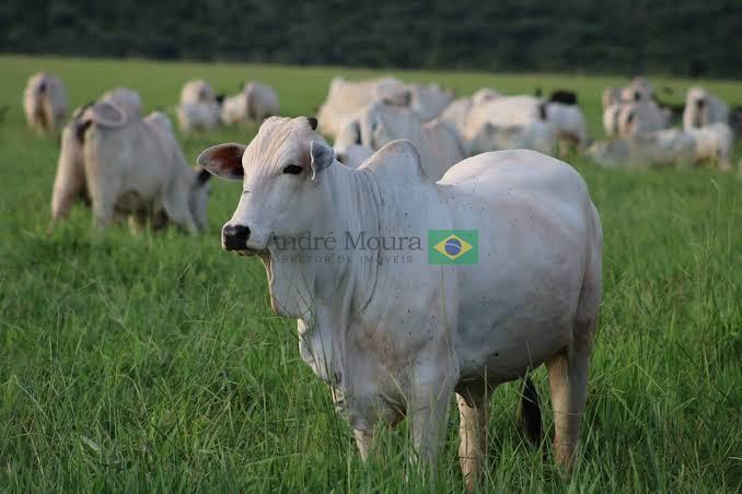 4900 hectares ideal para confinamento