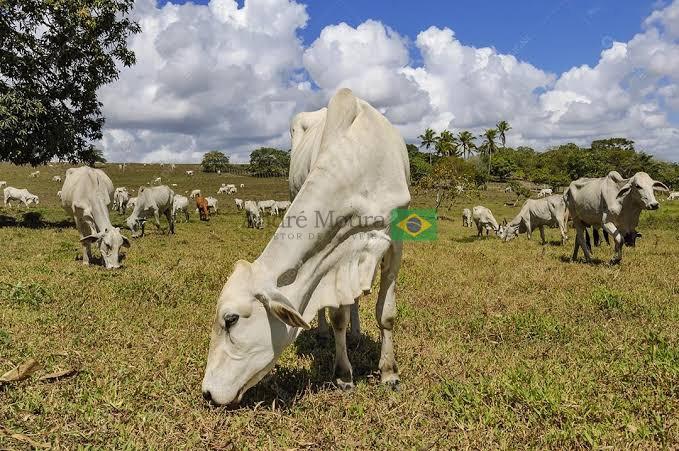 9 mil hectares plano com muita água 