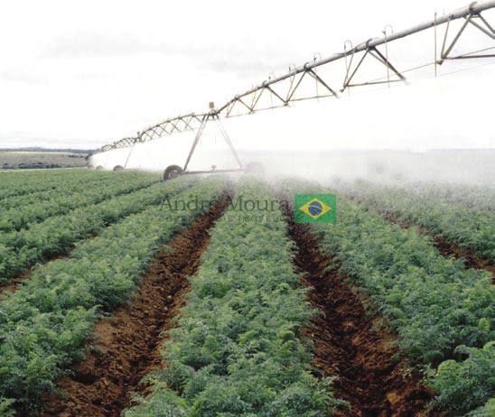 1.000 hectares para HF e café 