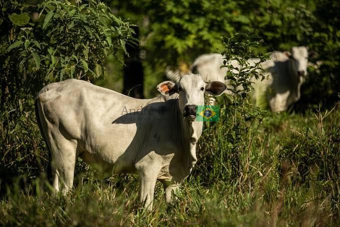 4 mil hectares para pivô 