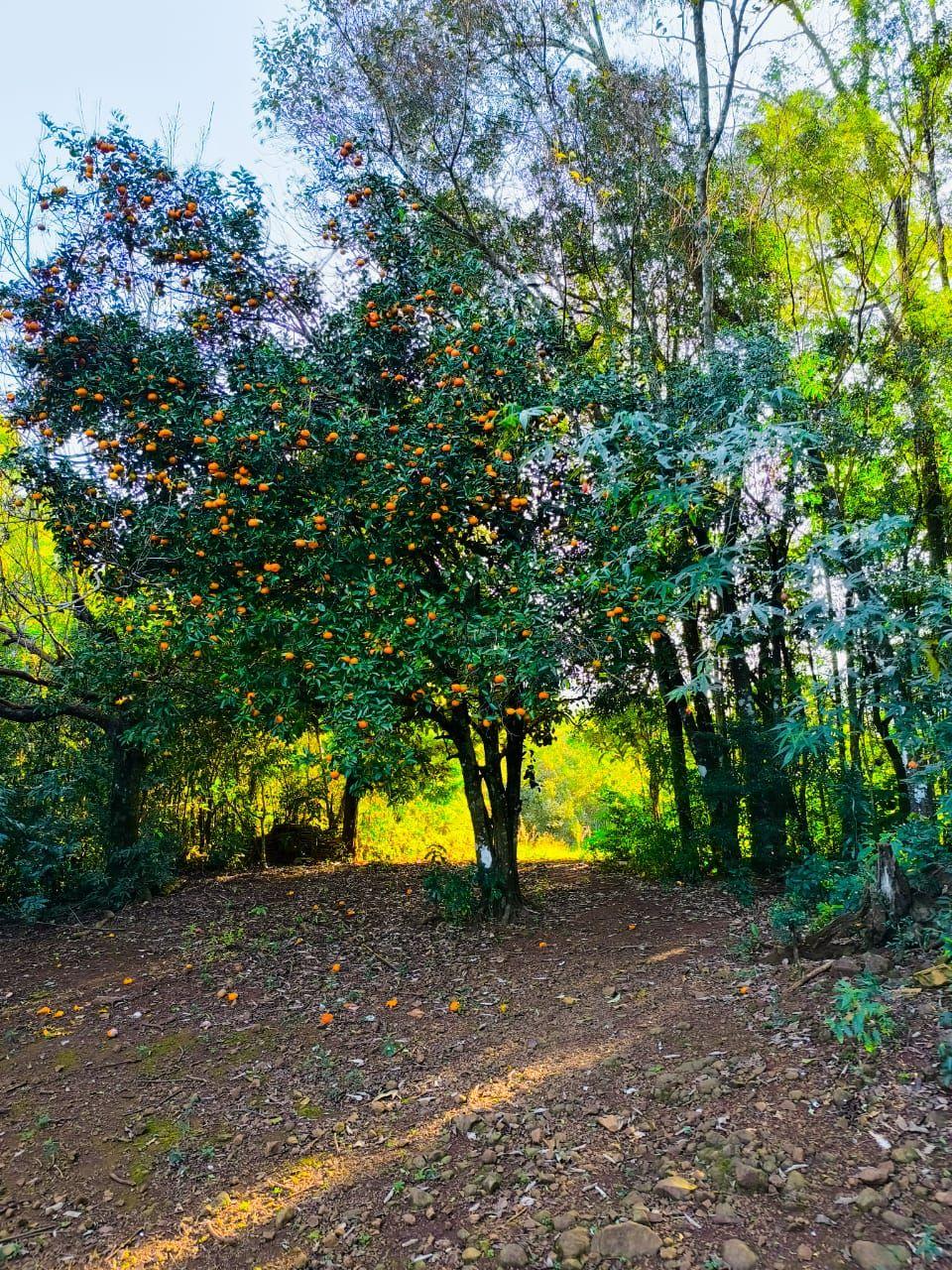 LINDA PROPRIEDADE RURAL NO MUNICIPIO DE SÃO LOURENÇO DO OESTE