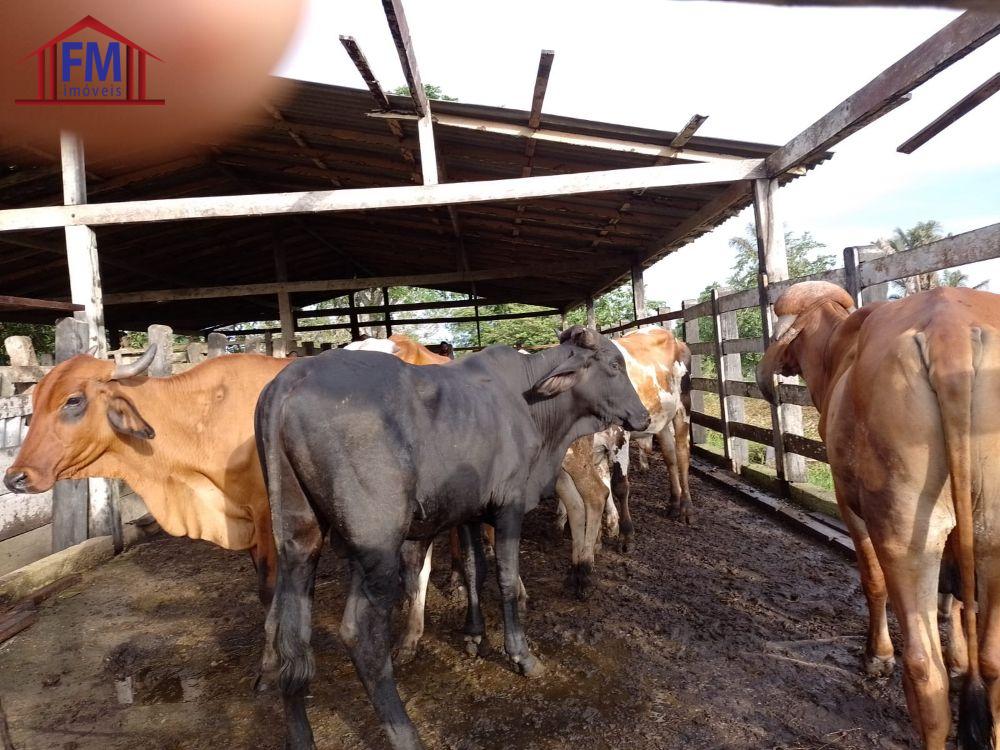 Fazenda à venda - Foto 8