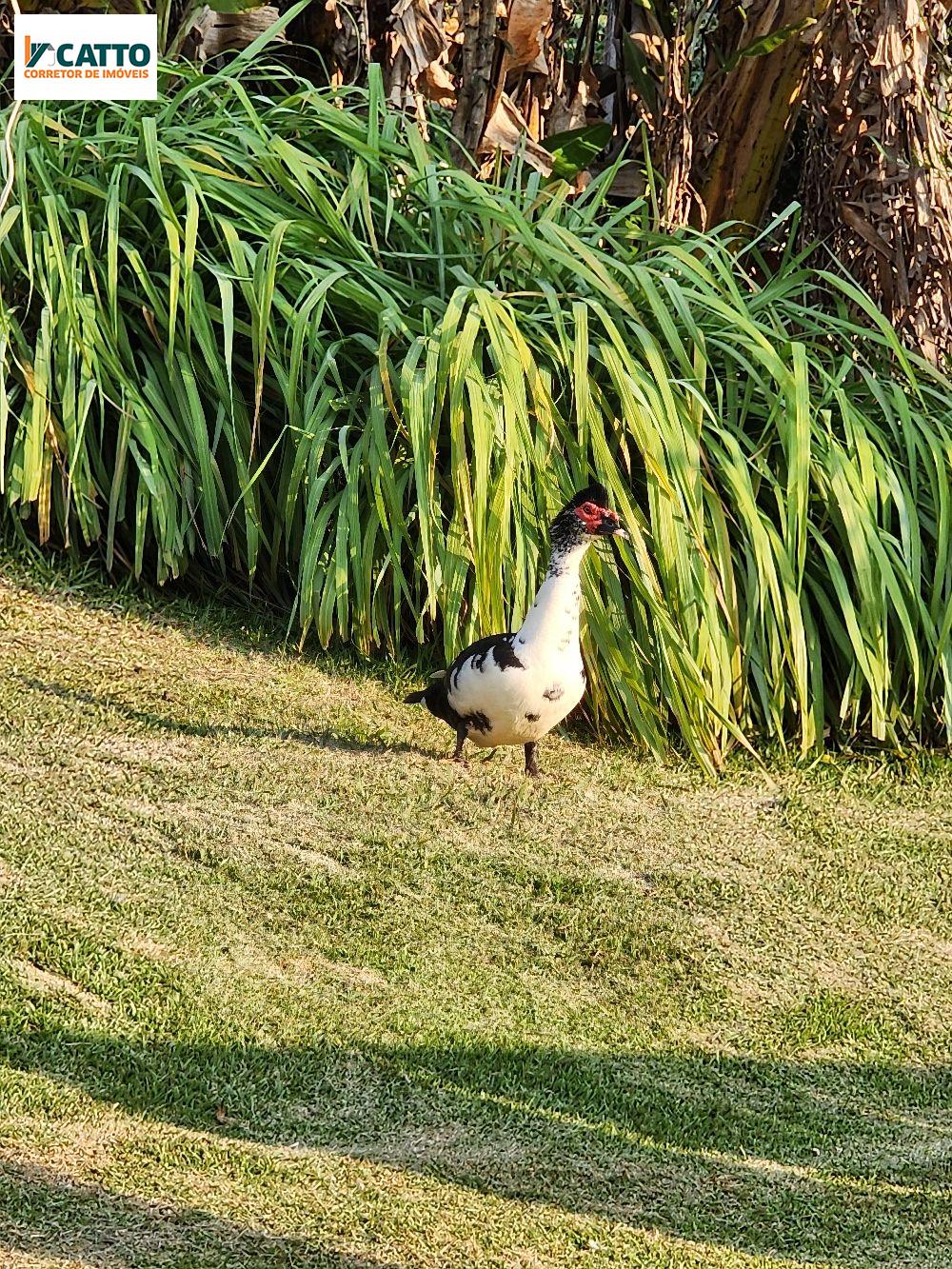 J Catto Imveis em Santa Izabel do Oeste PR