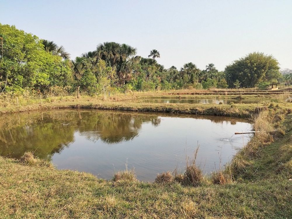 Sítio 2,0 alqueires, muita água, Monte Alegre.