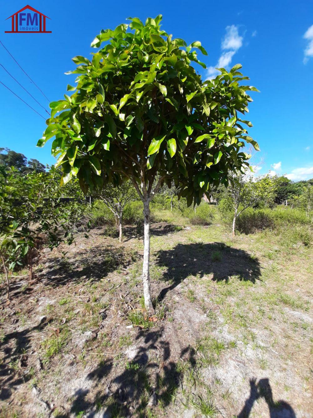 Fazenda à venda - Foto 7