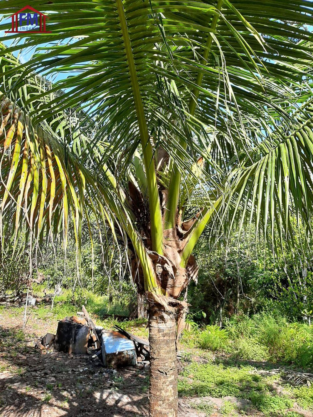 Fazenda à venda - Foto 8