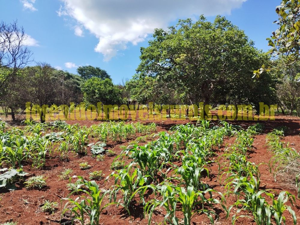 Chácara 3,58 hectares, região colégio agrícola, 16 km de Uberl...