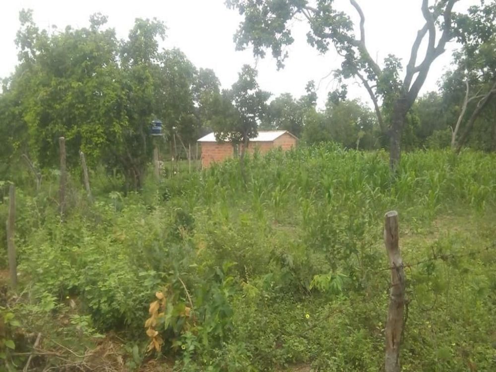 Fazenda em Bonito de Minas - Recompensa Florestal - Plantio de...