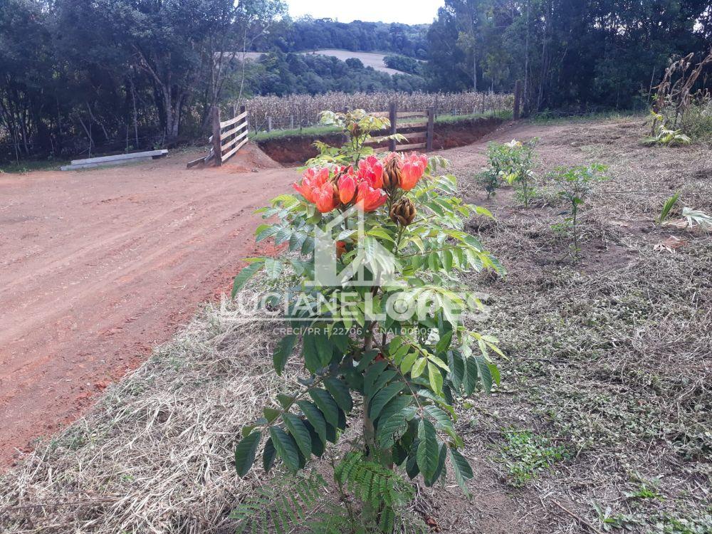 Luciane Lopes Corretora em Castro - PR