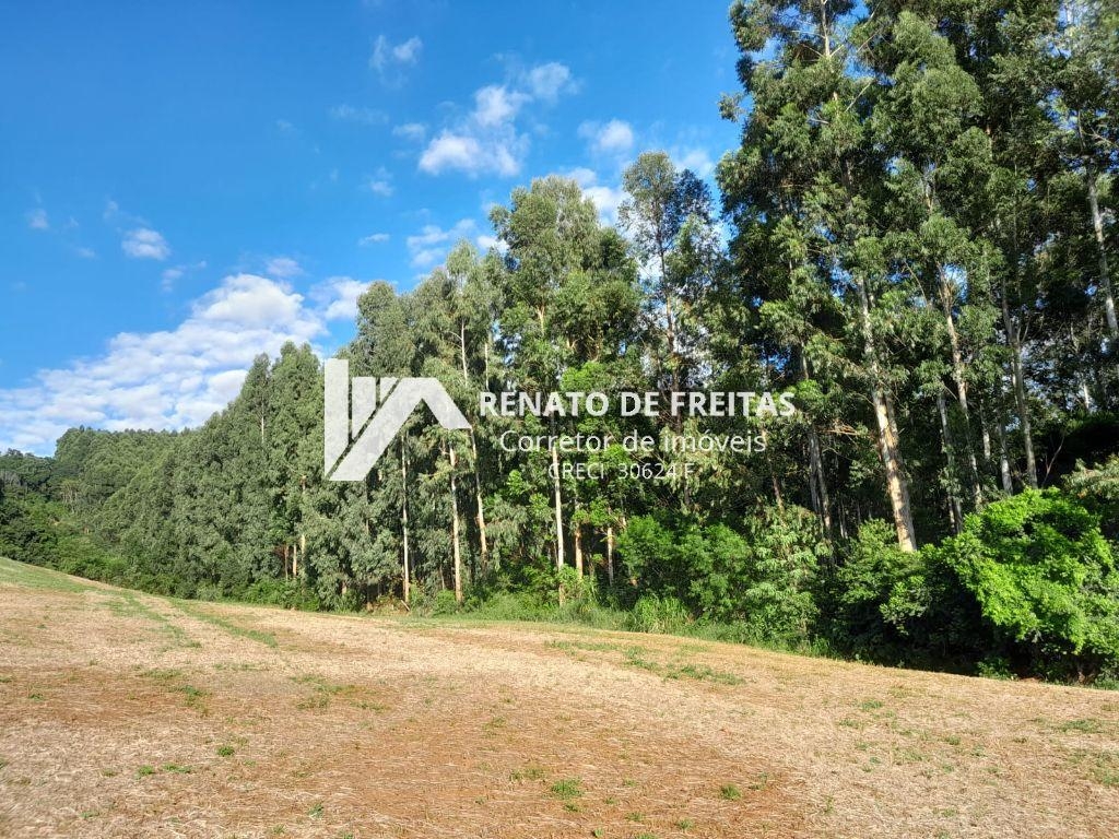 Ótima área de terra com plantação de eucalipto