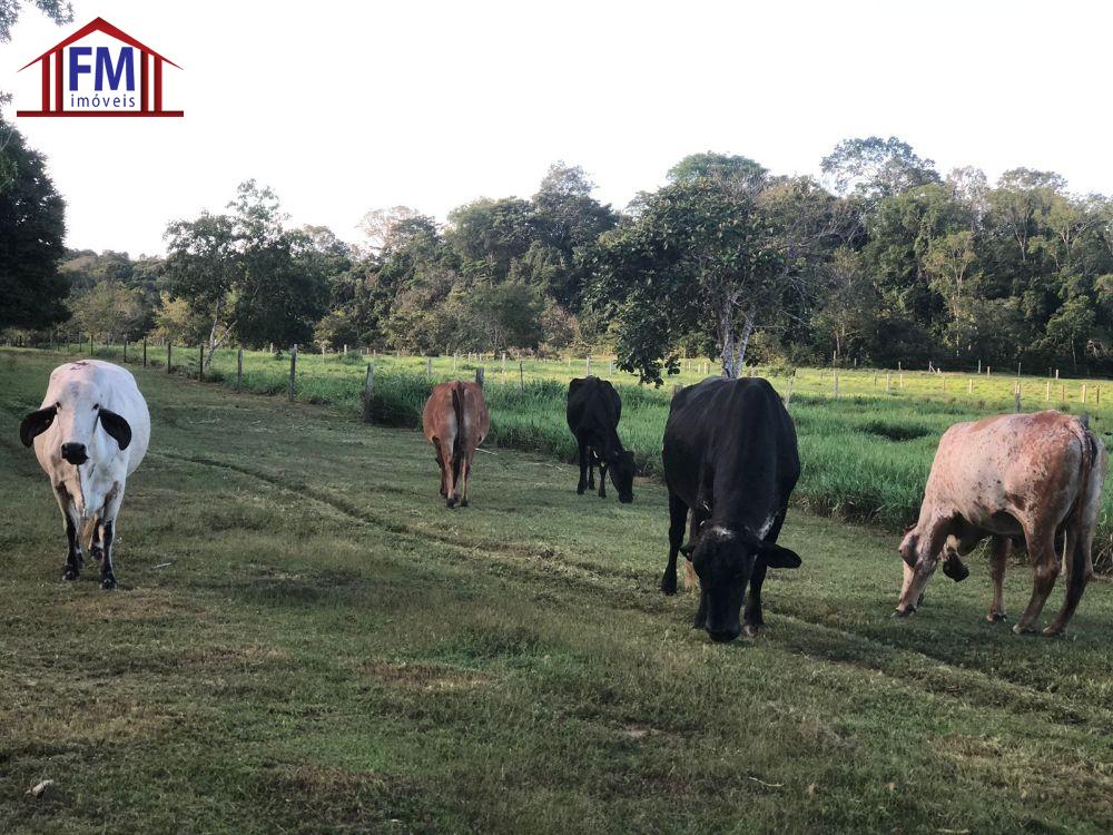 FAZENDA 22 HECTARES MANUEL URBANO 850.000