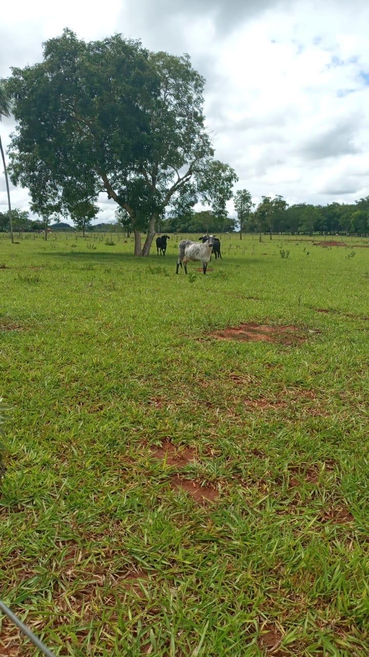 Área a venda de 171 hectares próximo a Bonito-MS