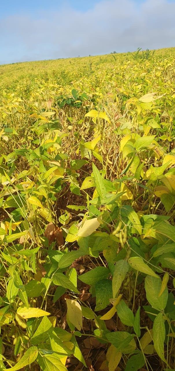 Área de 600 hectares plantando 480 no Maranhão 