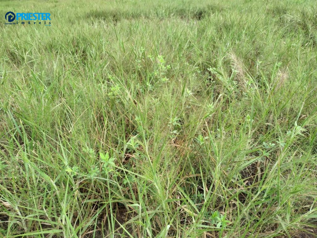 ARRENDAMENTO DE TERRA PARA PLANTIO EM ALTAMIRA - PA