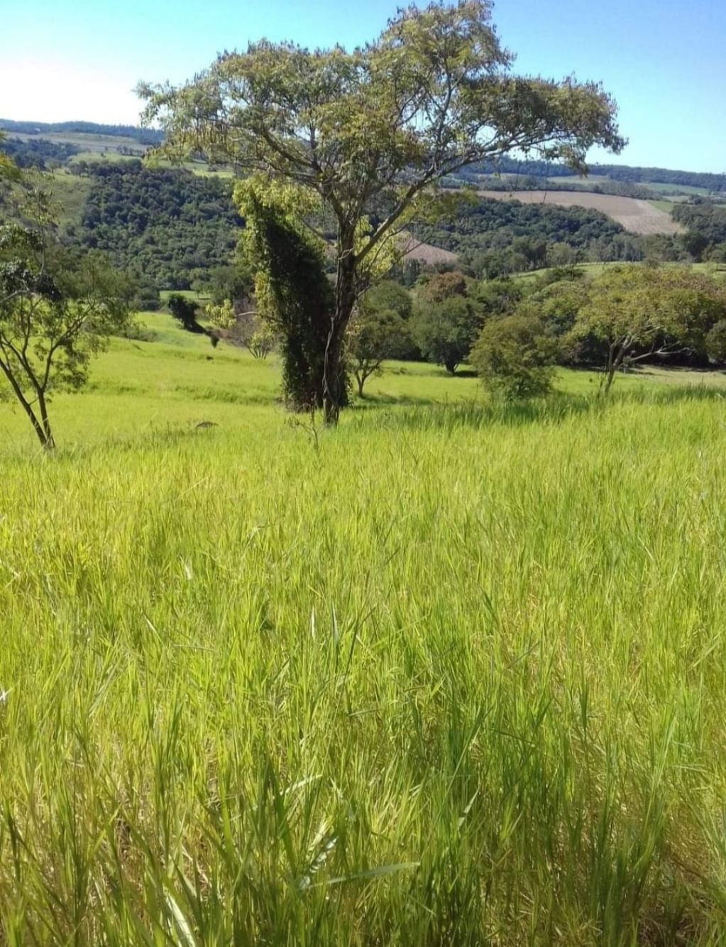 Vende-se sitio localizado proximo a Nova Prata do Iguaçu