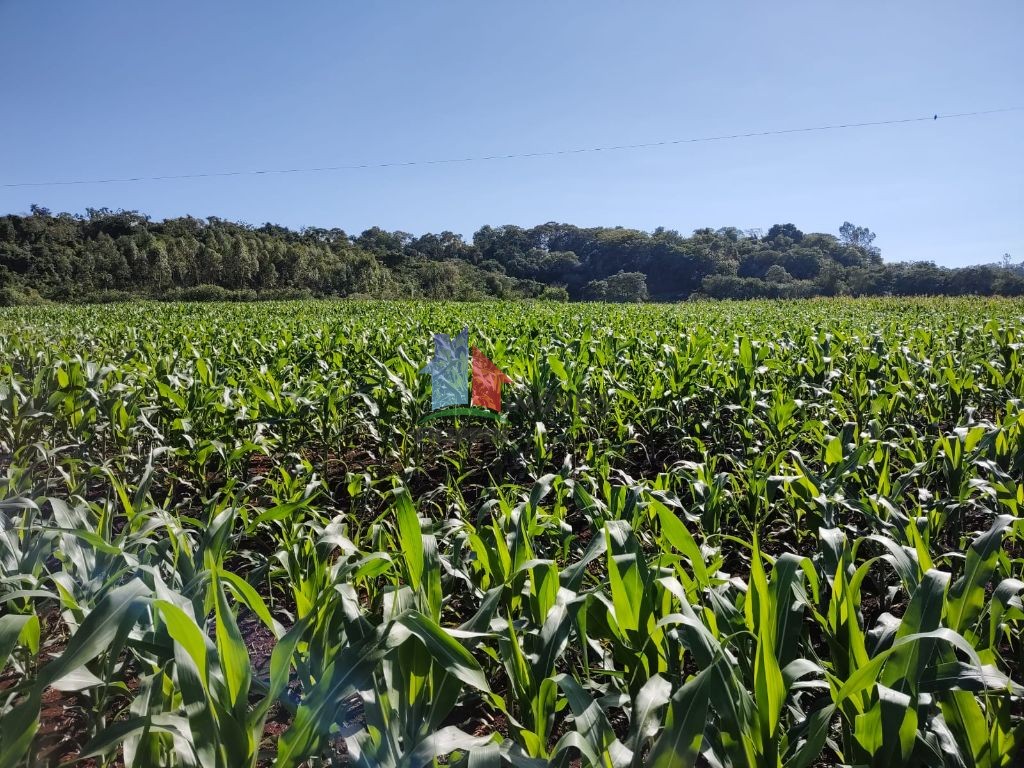 CHÁCARA 2,5 ALQUEIRES - SERRANÓPOLIS DO IGUAÇU - LINHA SECA